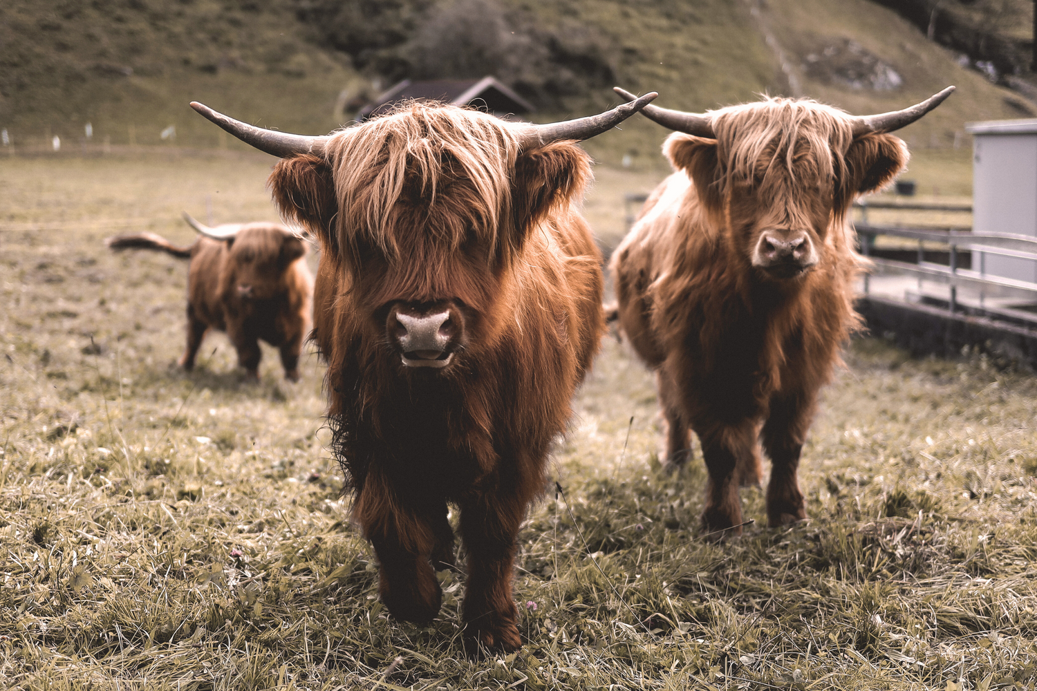 Highland Rinder