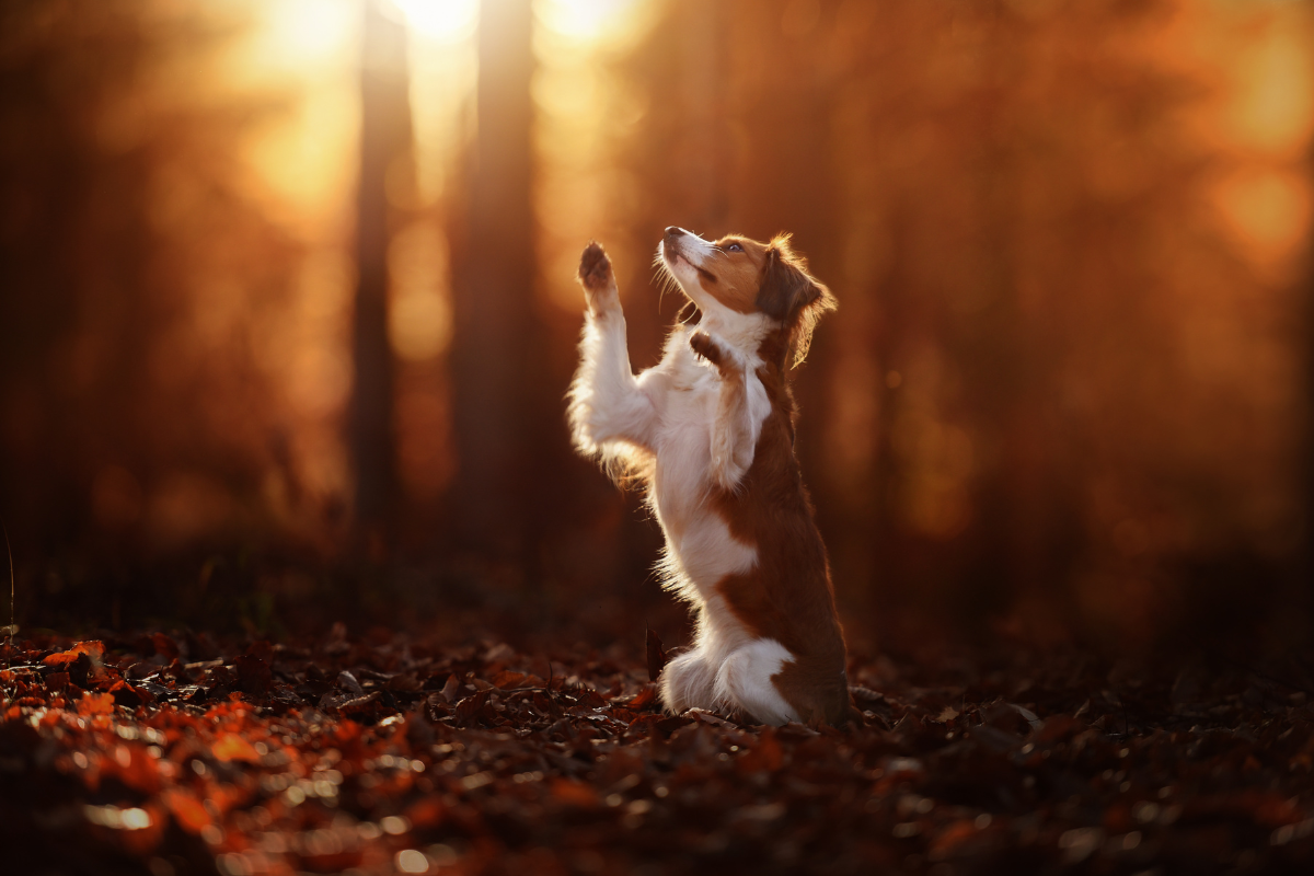 Warum Pfotenpflege für Hunde mehr ist als ein Winterthema